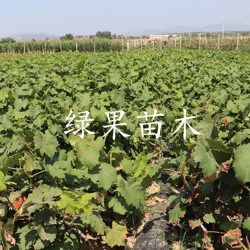 茉莉香葡萄苗着色香葡萄苗嫁接苗基地直销优质果苗