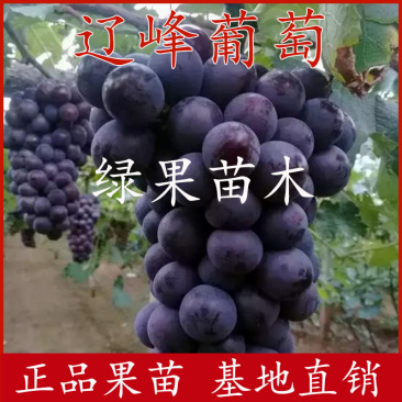辽峰葡萄苗早巨峰葡萄苗保证纯度提供技术指导