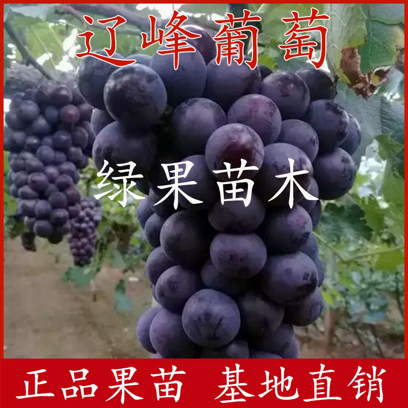 辽峰葡萄苗早巨峰葡萄苗保证纯度提供技术指导