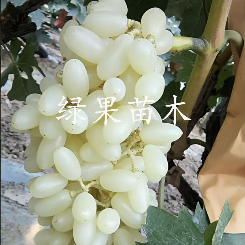 马奶提子葡萄苗无核奶油葡萄白牛奶葡萄苗白雪葡萄苗