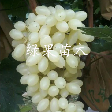 马奶提子葡萄苗无核奶油葡萄白牛奶葡萄苗白雪葡萄苗