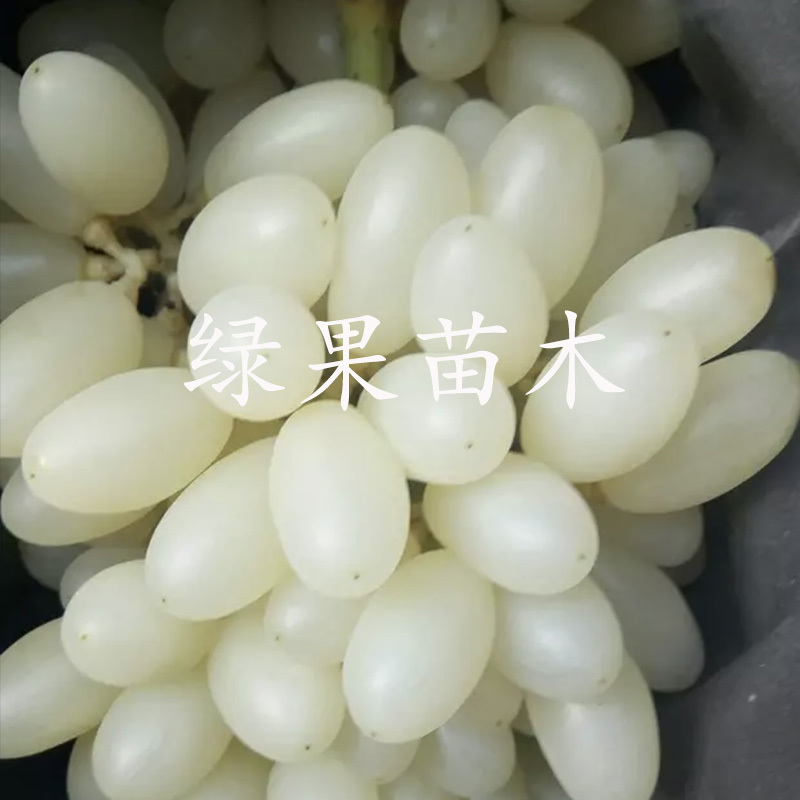 马奶提子葡萄苗无核奶油葡萄白牛奶葡萄苗白雪葡萄苗