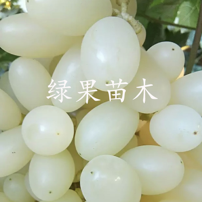 马奶提子葡萄苗无核奶油葡萄白牛奶葡萄苗白雪葡萄苗