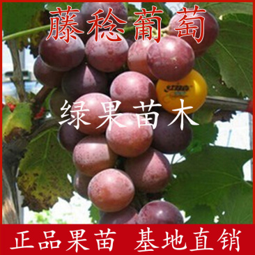 藤稔葡萄苗乒乓球葡萄苗果树苗包活提供技术指导