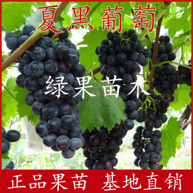 夏黑葡萄苗夏黑芽变无核葡萄苗包品种纯度技术指导