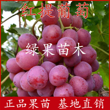 红提葡萄苗红提子苗美国红提子基地直销提供技术支持