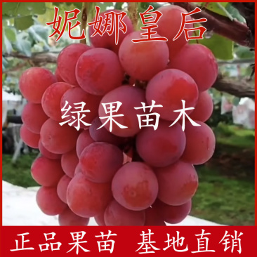 妮娜皇后葡萄苗嫁接苗贝达5bb