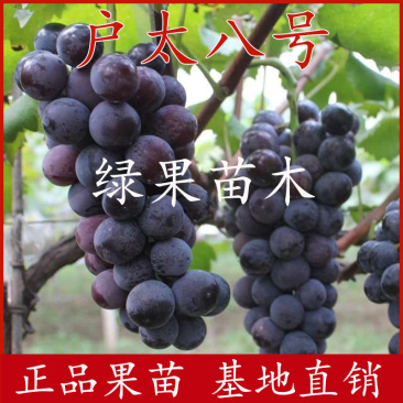 户太八号葡萄苗苗圃现挖品种纯正高产果树苗