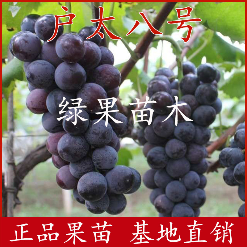 户太八号葡萄苗苗圃现挖品种纯正高产果树苗