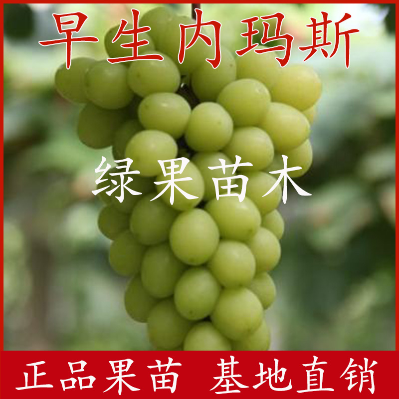 早生内玛斯葡萄苗早熟葡萄苗品种纯正提供技术指导