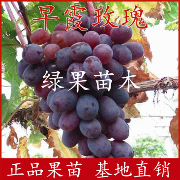 早熟无核葡萄早霞玫瑰葡萄苗基地直销品质保证