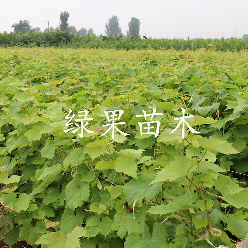 早熟无核葡萄早霞玫瑰葡萄苗基地直销品质保证