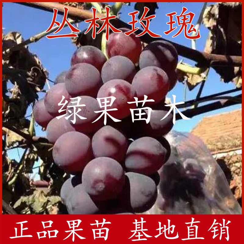 丛林玫瑰葡萄苗玫瑰香味早熟大粒品种纯正嫁接葡萄