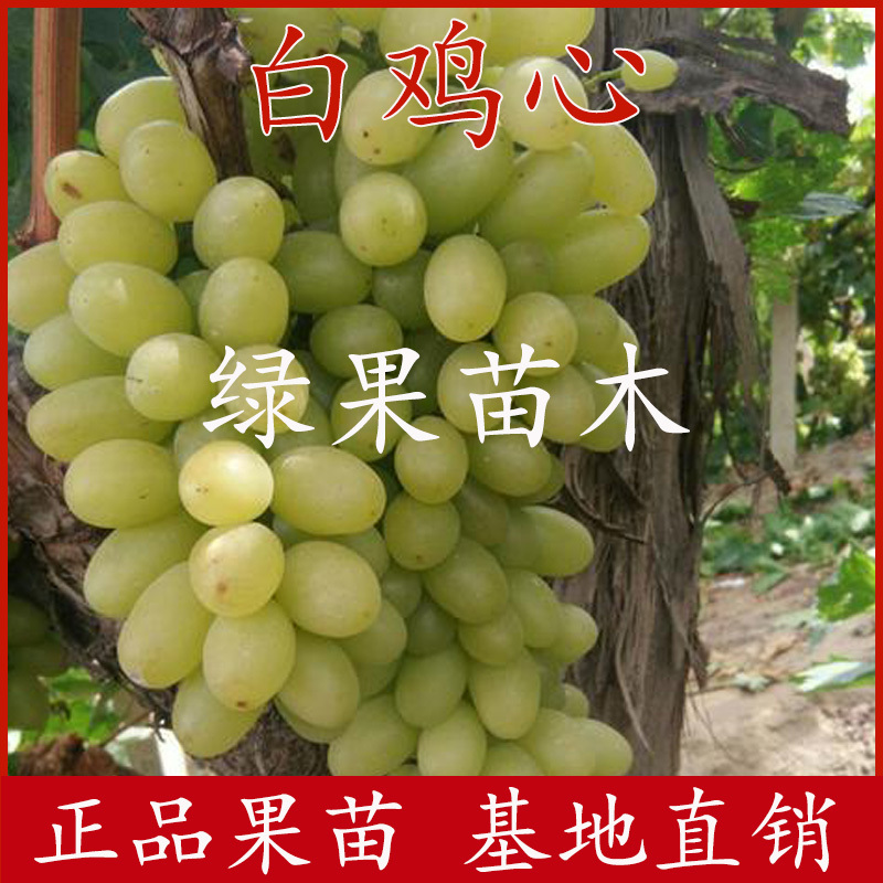 白鸡心葡萄苗青提苗无籽露绿珍珠葡萄苗基地直销