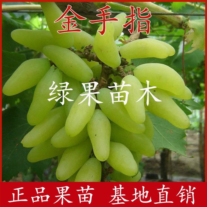 金手指葡萄苗嫁接葡萄树苗提供技术指导品质纯正