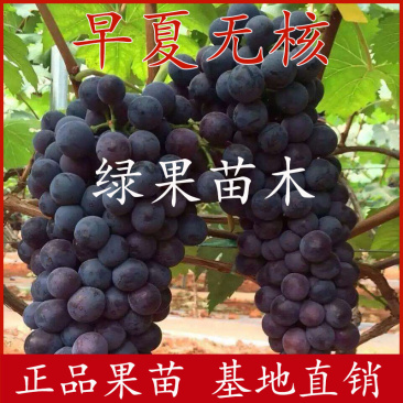 早夏无核葡萄苗特早熟葡萄早夏黑包纯度嫁接苗