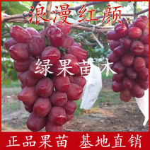 浪漫红颜葡萄苗早甜66葡萄苗基地直销纯正品种