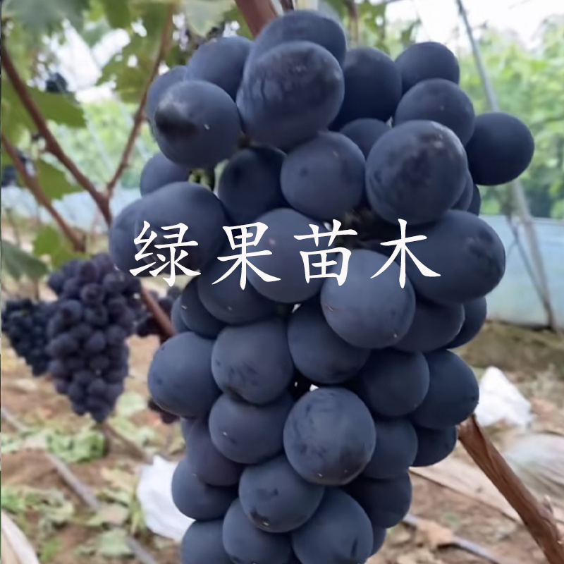 早熟大粒葡萄苗春光葡萄苗嫁接苗苗木基地直销