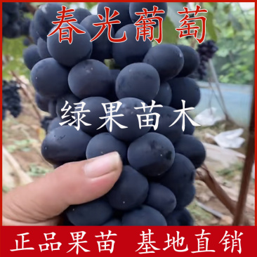 早熟大粒葡萄苗春光葡萄苗嫁接苗苗木基地直销