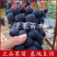 早熟大粒葡萄苗春光葡萄苗嫁接苗苗木基地直销