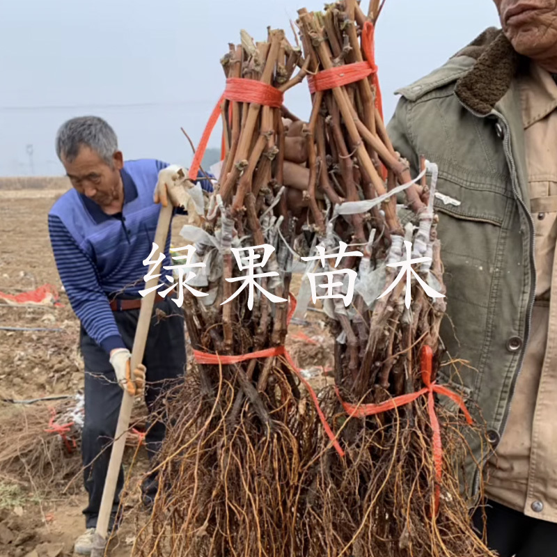 早熟大粒葡萄苗春光葡萄苗嫁接苗苗木基地直销