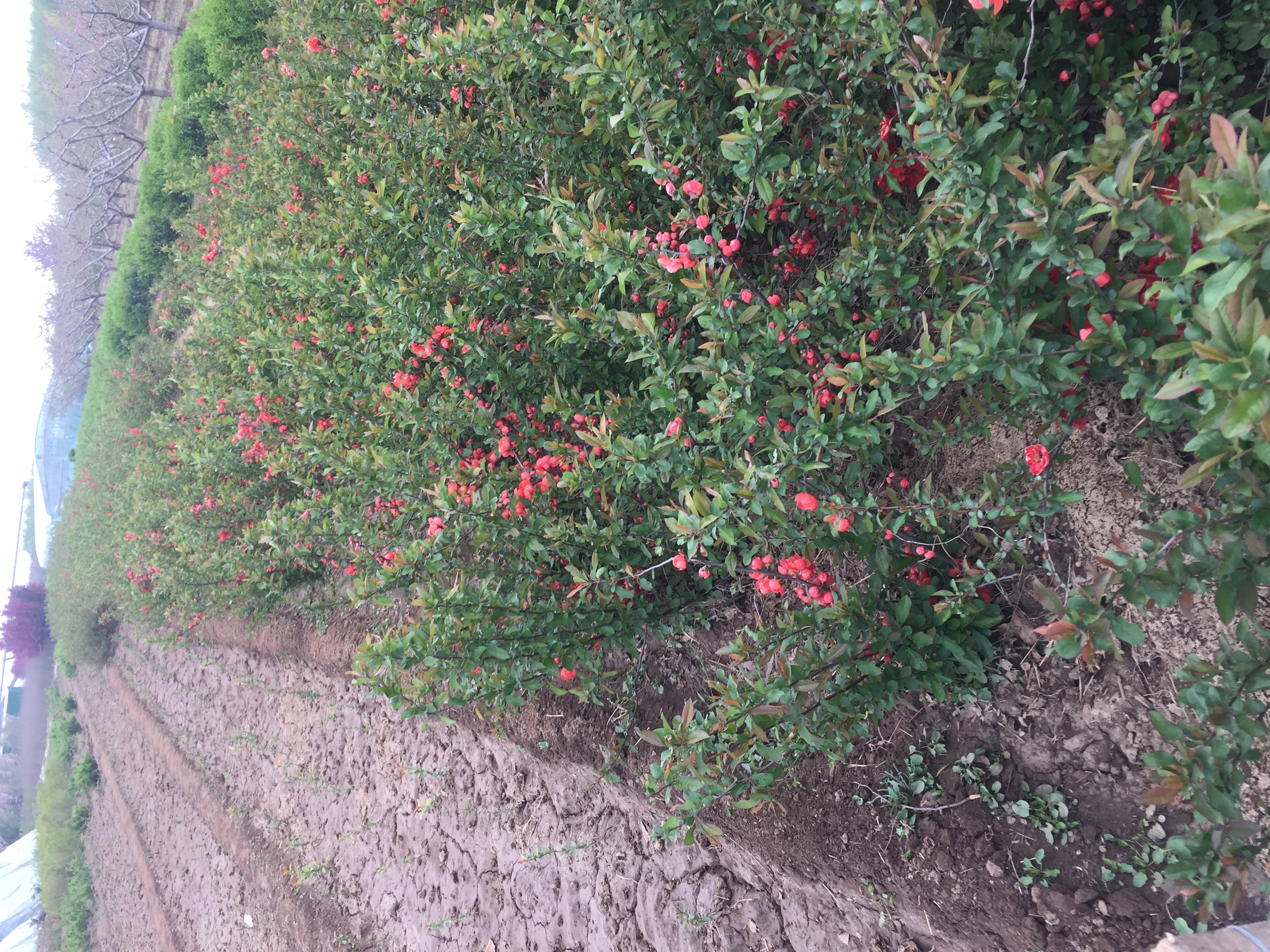 街道旁的木瓜树与挂果情况 木瓜树与果实