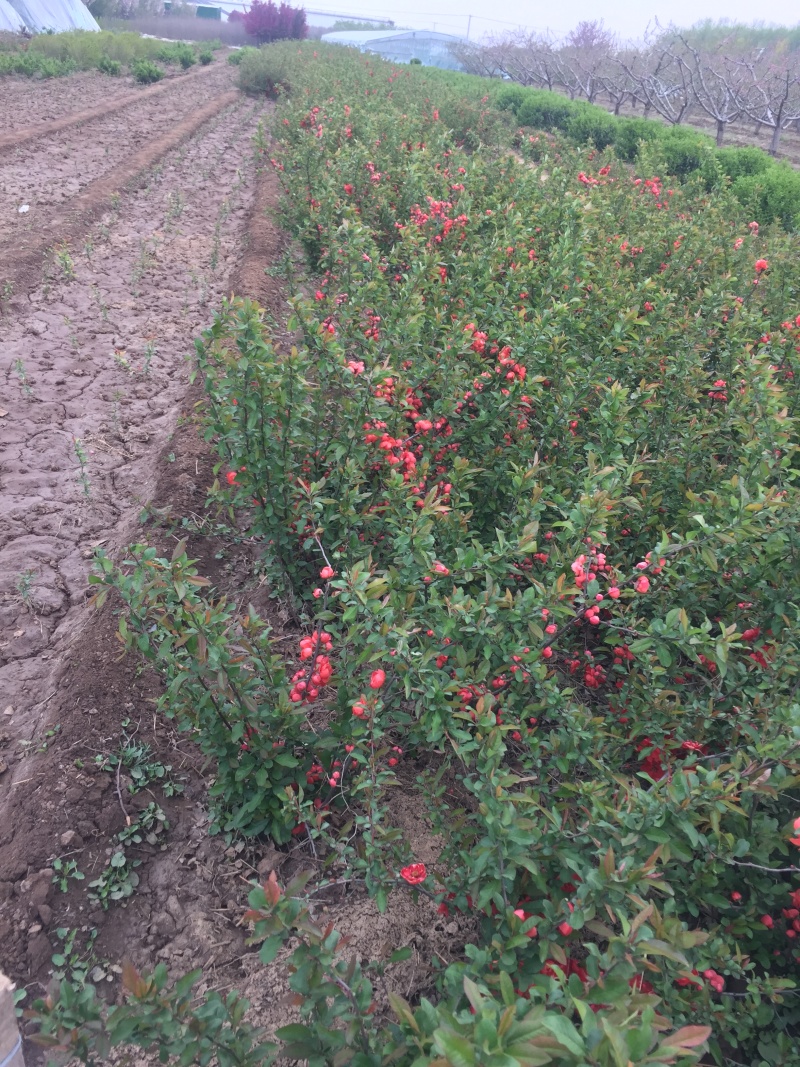 贴梗海棠自产自销贴梗海棠种植基地贴梗海棠自产自销