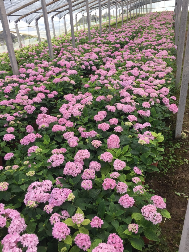 绣球种植基地绣球农户直销绣球低价处理