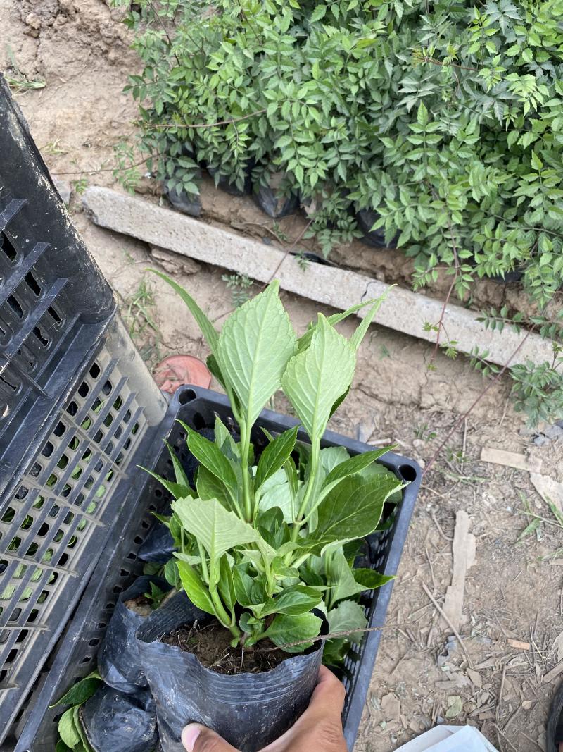 绣球种植基地绣球农户直销绣球低价处理