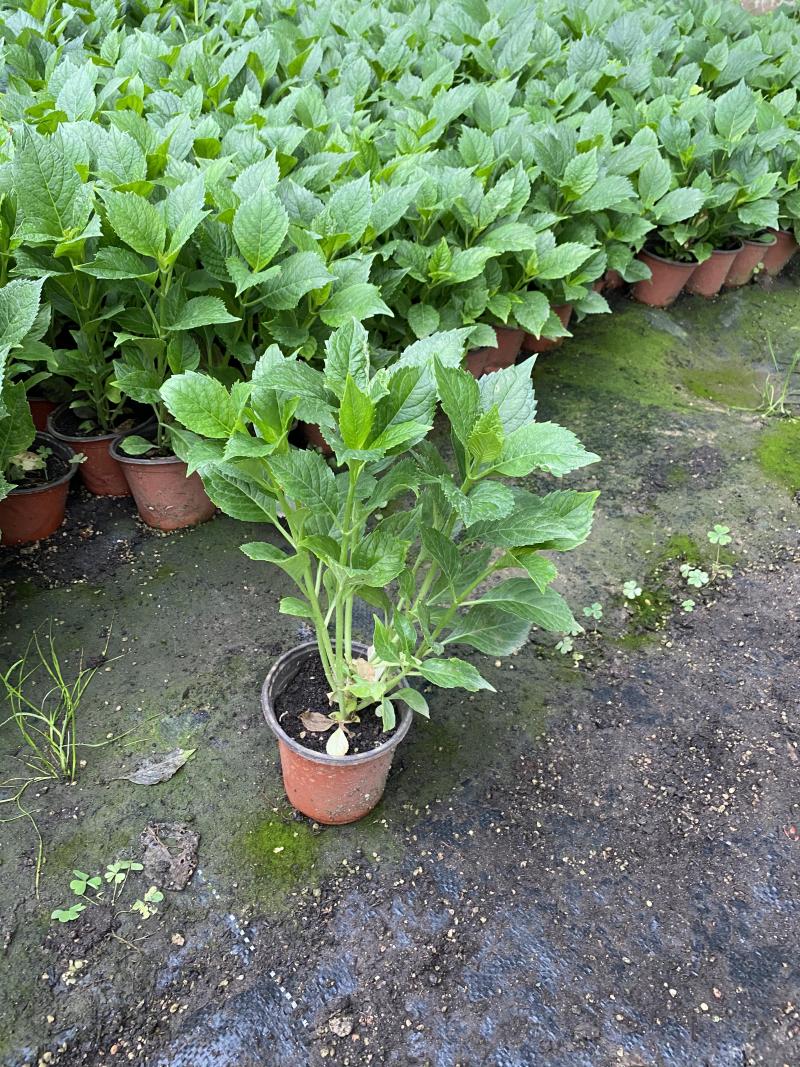 绣球种植基地绣球农户直销绣球低价处理