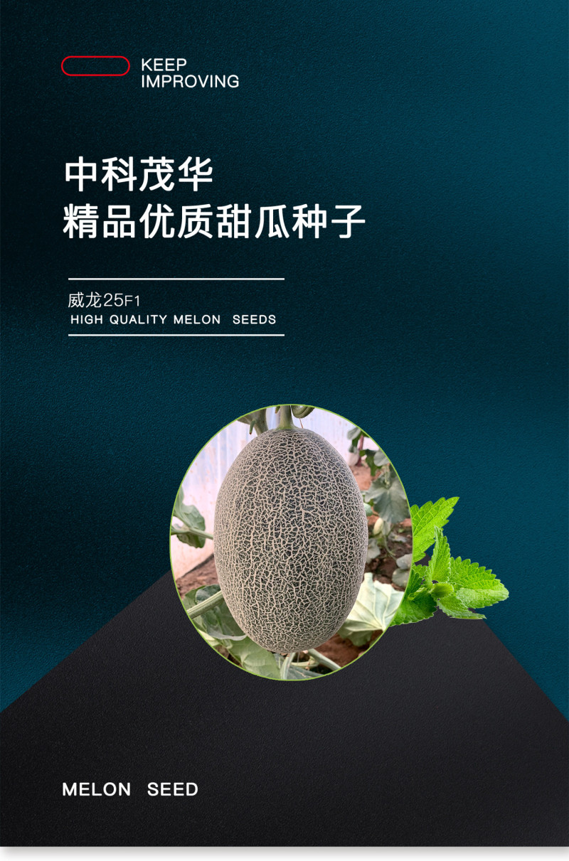 中科茂华瓜果种子威龙25号厚皮甜瓜种子网纹细密果肉橘黄