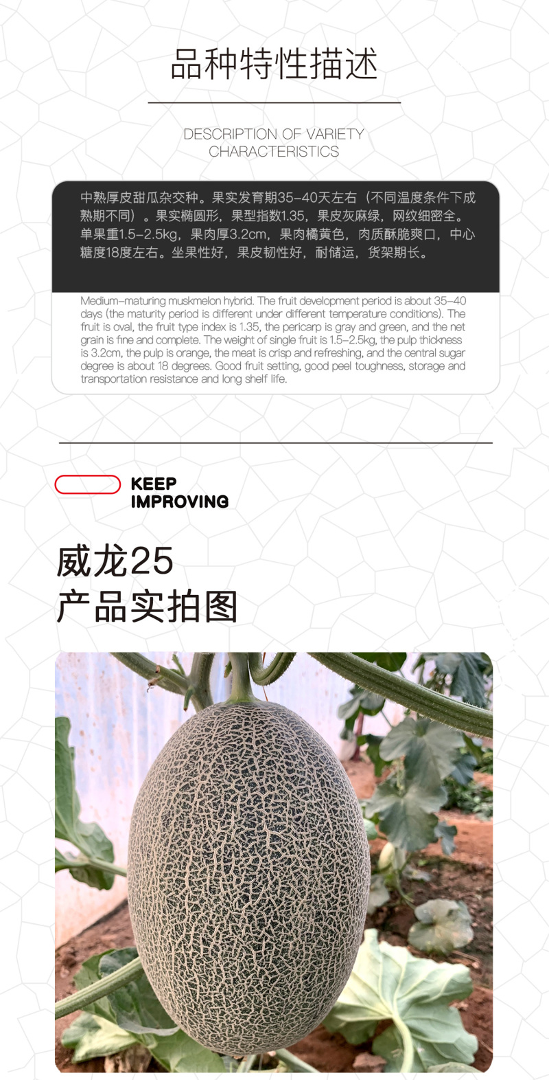 中科茂华瓜果种子威龙25号厚皮甜瓜种子网纹细密果肉橘黄