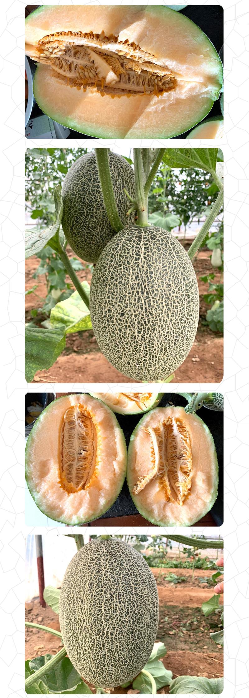 中科茂华瓜果种子威龙25号厚皮甜瓜种子网纹细密果肉橘黄