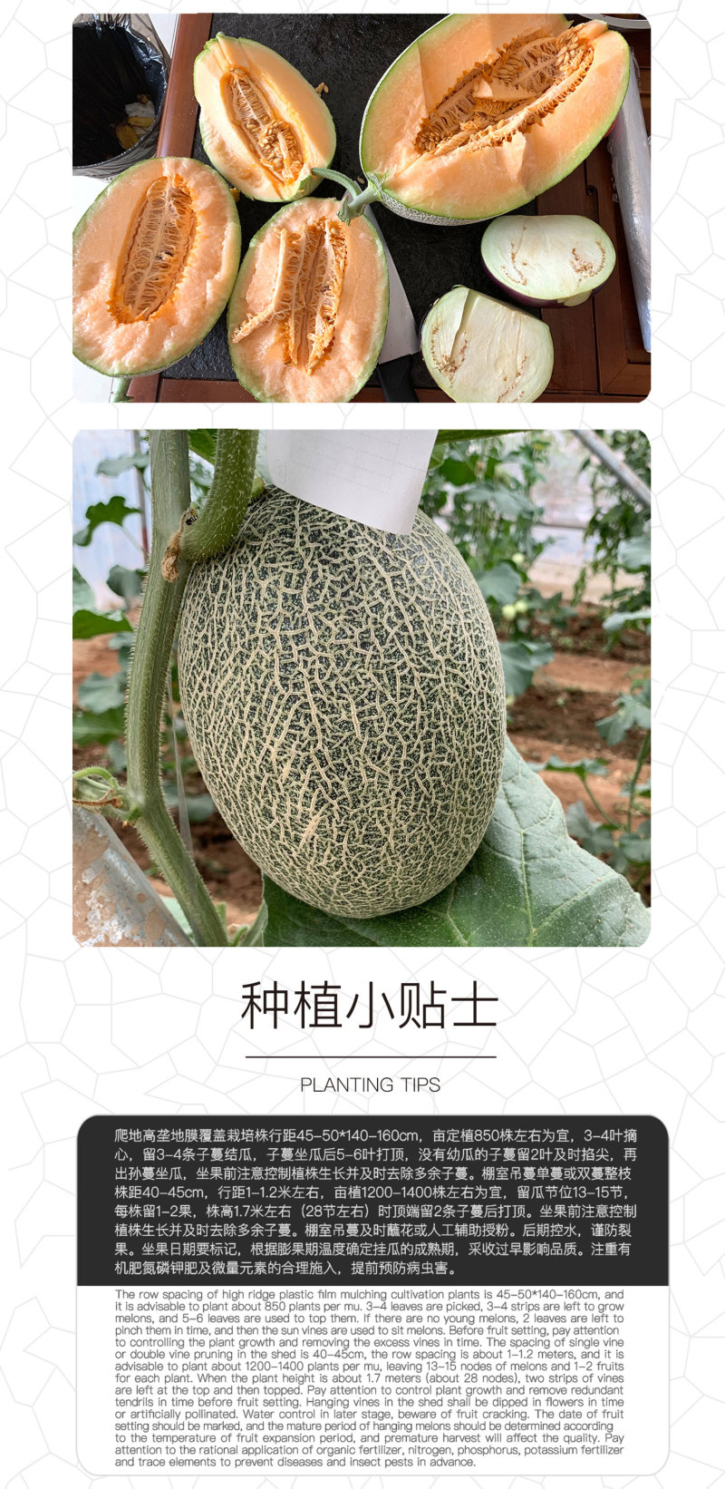 中科茂华瓜果种子威龙25号厚皮甜瓜种子网纹细密果肉橘黄