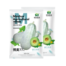中科茂华瓜果种子博美77甜瓜种子超甜高糖灰白皮绿肉