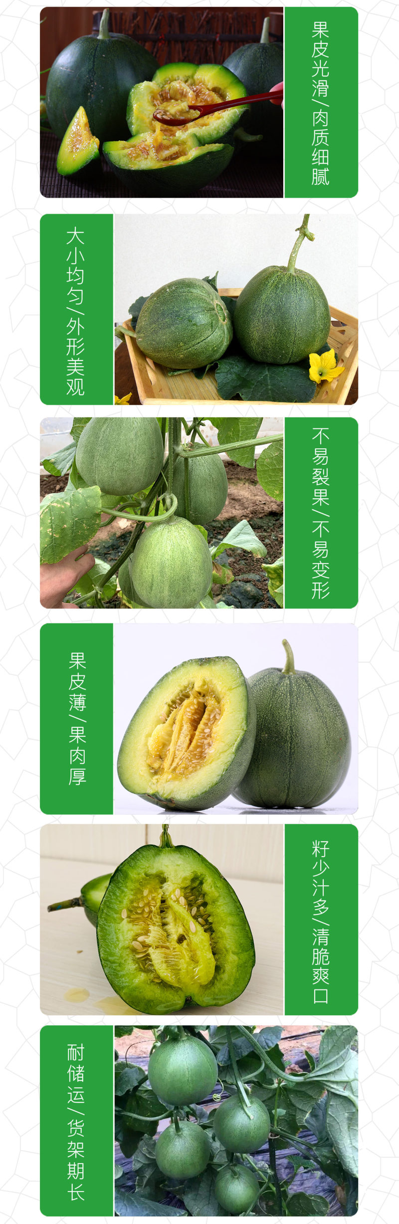 中科茂华蔬菜瓜果种子绿翠玉杂交绿皮绿肉绿瓤甜瓜种子