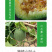 中科茂华蔬菜瓜果种子绿翠玉杂交绿皮绿肉绿瓤甜瓜种子