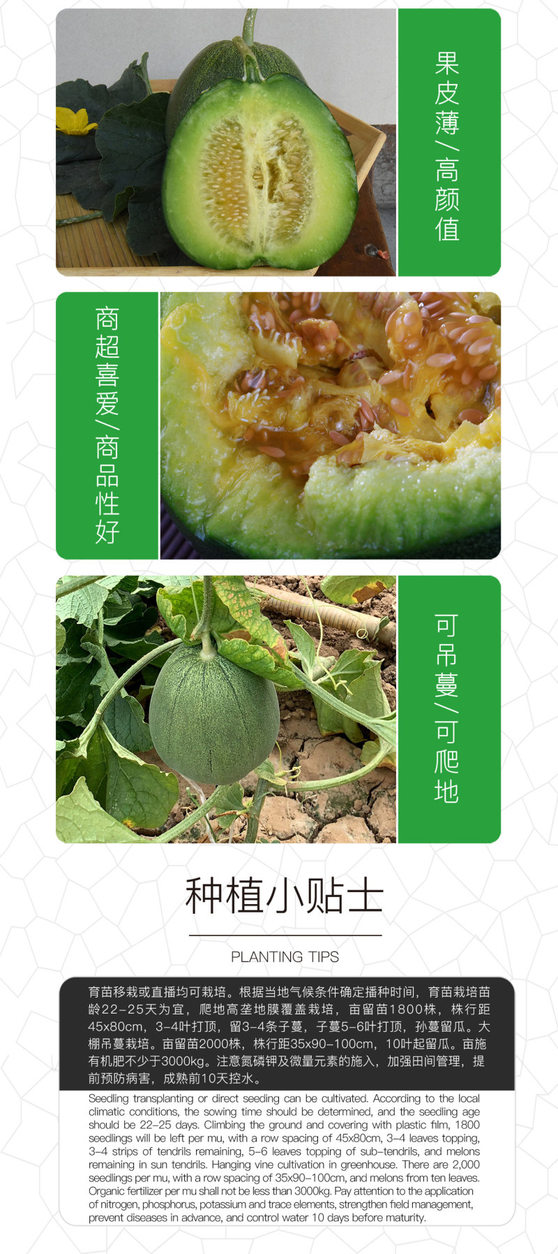 中科茂华蔬菜瓜果种子绿翠玉杂交绿皮绿肉绿瓤甜瓜种子