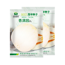 中科茂华瓜果种子杂交一代香满园白皮带黄润甜瓜种子