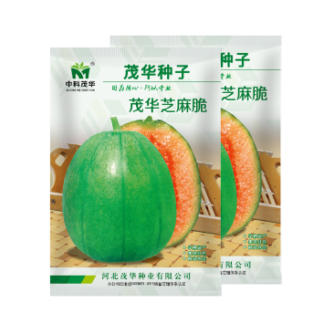 中科茂华瓜果种子茂华芝麻脆甜瓜种子绿皮红肉少籽