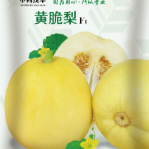 中科茂华水果种子杂交黄脆梨黄皮白肉甜瓜种子星甜20种子