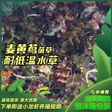 菹草石芽种籽虾草麦黄草种子小龙虾养殖耐低温水草沉水植物增