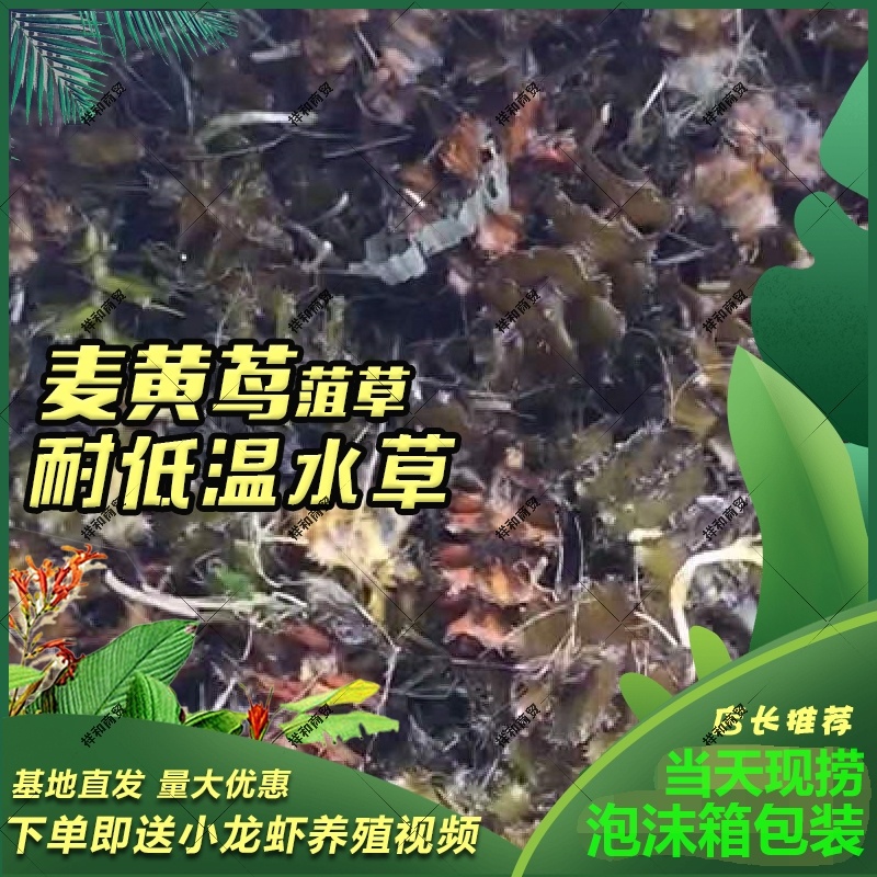 菹草石芽种籽虾草麦黄草种子小龙虾养殖耐低温水草沉水植物增