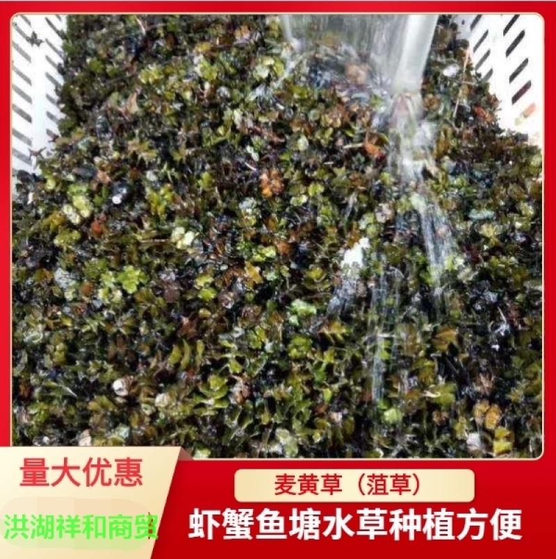 菹草石芽种籽虾草麦黄草种子小龙虾养殖耐低温水草沉水植物增