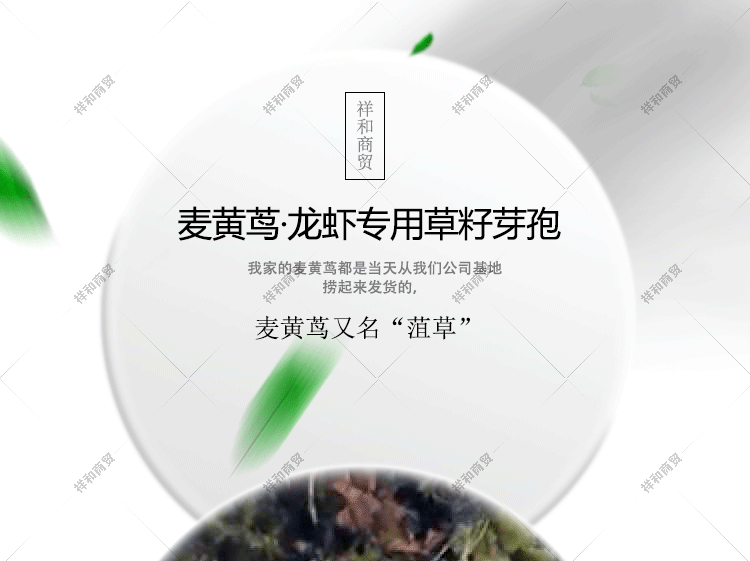 菹草石芽种籽虾草麦黄草种子小龙虾养殖耐低温水草沉水植物增