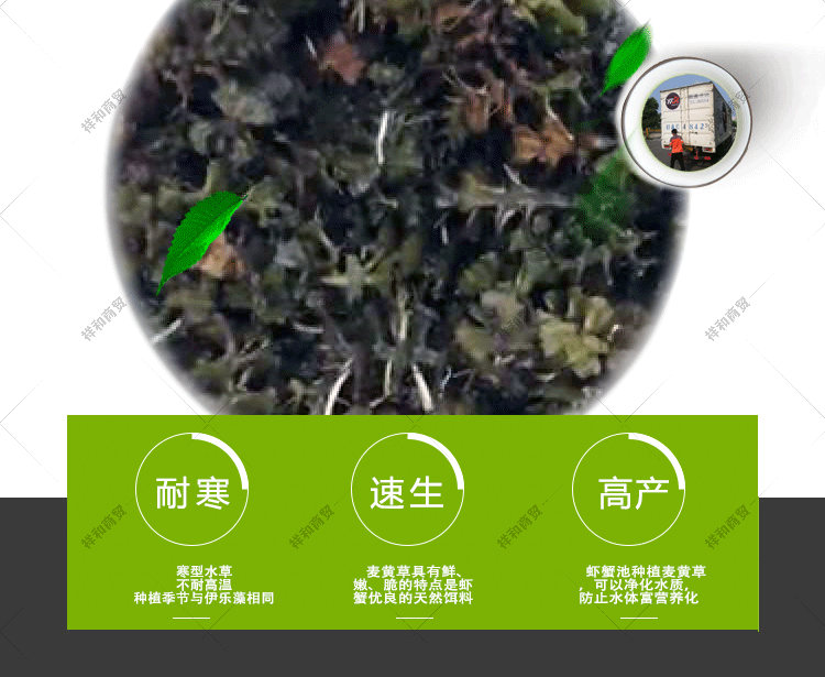 菹草石芽种籽虾草麦黄草种子小龙虾养殖耐低温水草沉水植物增