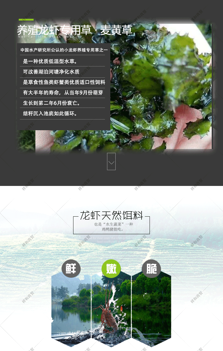 菹草石芽种籽虾草麦黄草种子小龙虾养殖耐低温水草沉水植物增