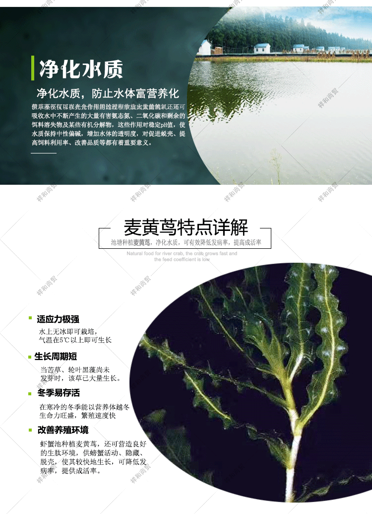 菹草石芽种籽虾草麦黄草种子小龙虾养殖耐低温水草沉水植物增