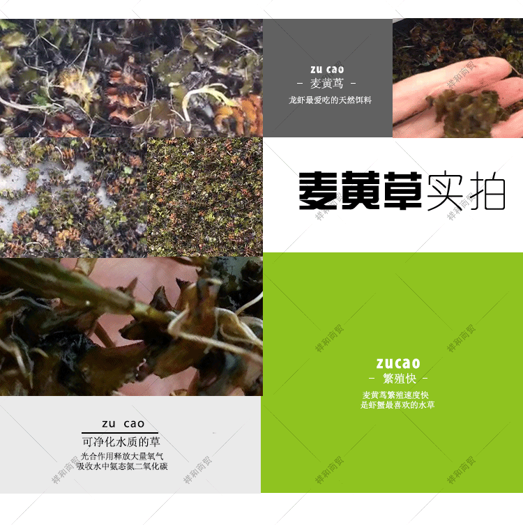 菹草石芽种籽虾草麦黄草种子小龙虾养殖耐低温水草沉水植物增