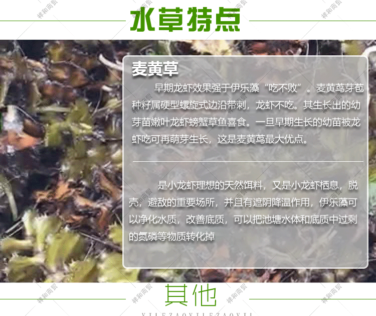 菹草石芽种籽虾草麦黄草种子小龙虾养殖耐低温水草沉水植物增